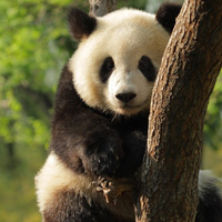 Pandabai